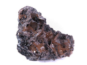 A wonderful wulfenite specimen featuring dozens of sharp, light brown prismatic crystals with exceptional clarity and beveled edges on dark matrix. The 7 cm piece from Namibia's famous Tsumeb Mine displays pristine blade-like crystals, distinctive coloration, and exhibits remarkable prismatic light diffraction.