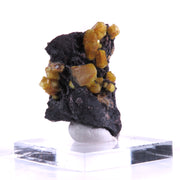 Multiple honey-yellow ettringite crystals projecting from a dark, nearly black manganese-rich matrix. The hexagonal crystals vary in size and are arranged in an eye-catching three-dimensional pattern against the contrasting dark background, with a few showing minor damage.