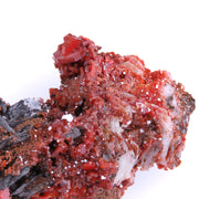 A superior specimen featuring two dramatic clusters of blood-red vanadinite crystals perched on barite matrix, with distinctive dark goethite and white calcite coatings creating striking contrast. The large-scale crystals display exceptional color saturation and complex mineral associations, producing a visually compelling interplay of hues and textures throughout the piece.