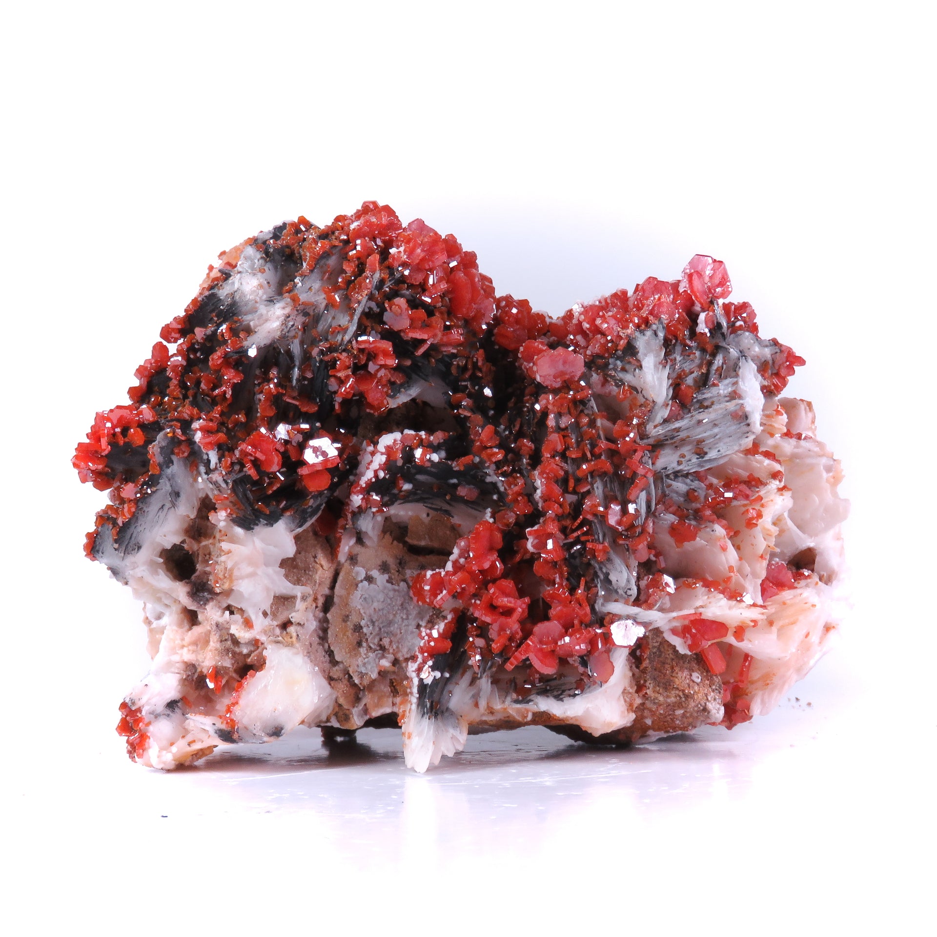 A superior specimen featuring bright vanadinite crystals arranged in an elegant floral pattern across a contrasting white barite matrix. The aesthetic display shows remarkable dimensionality and visual impact, with dark mineral coating creating dramatic contrast against the pristine barite background.