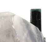 A large, translucent reverse scepter quartz crystal containing embedded blue-green tourmaline crystals. The complex quartz formation shows rehealed surfaces and a pristine termination, with patches of white albite visible. The tourmaline crystals can be seen through the clear portions of the host quartz, creating a striking inclusion specimen.
