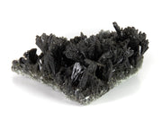 A horizontal specimen of dark, lustrous epidote crystals arranged in multiple fan-shaped sprays emerging from a pale gray matrix base. The crystals show a distinctive black color and highly reflective surfaces, forming a dramatic array of upward-reaching formations along the matrix.