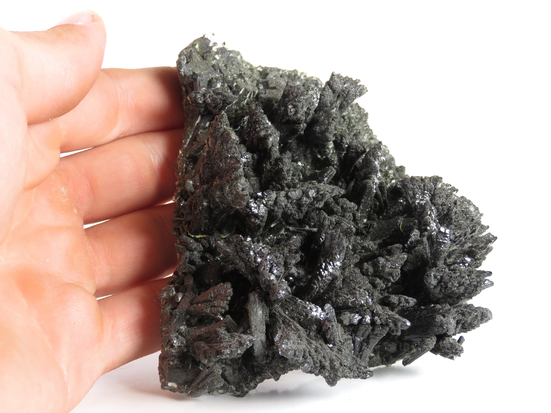 A horizontal specimen of dark, lustrous epidote crystals arranged in multiple fan-shaped sprays emerging from a pale gray matrix base. The crystals show a distinctive black color and highly reflective surfaces, forming a dramatic array of upward-reaching formations along the matrix.
