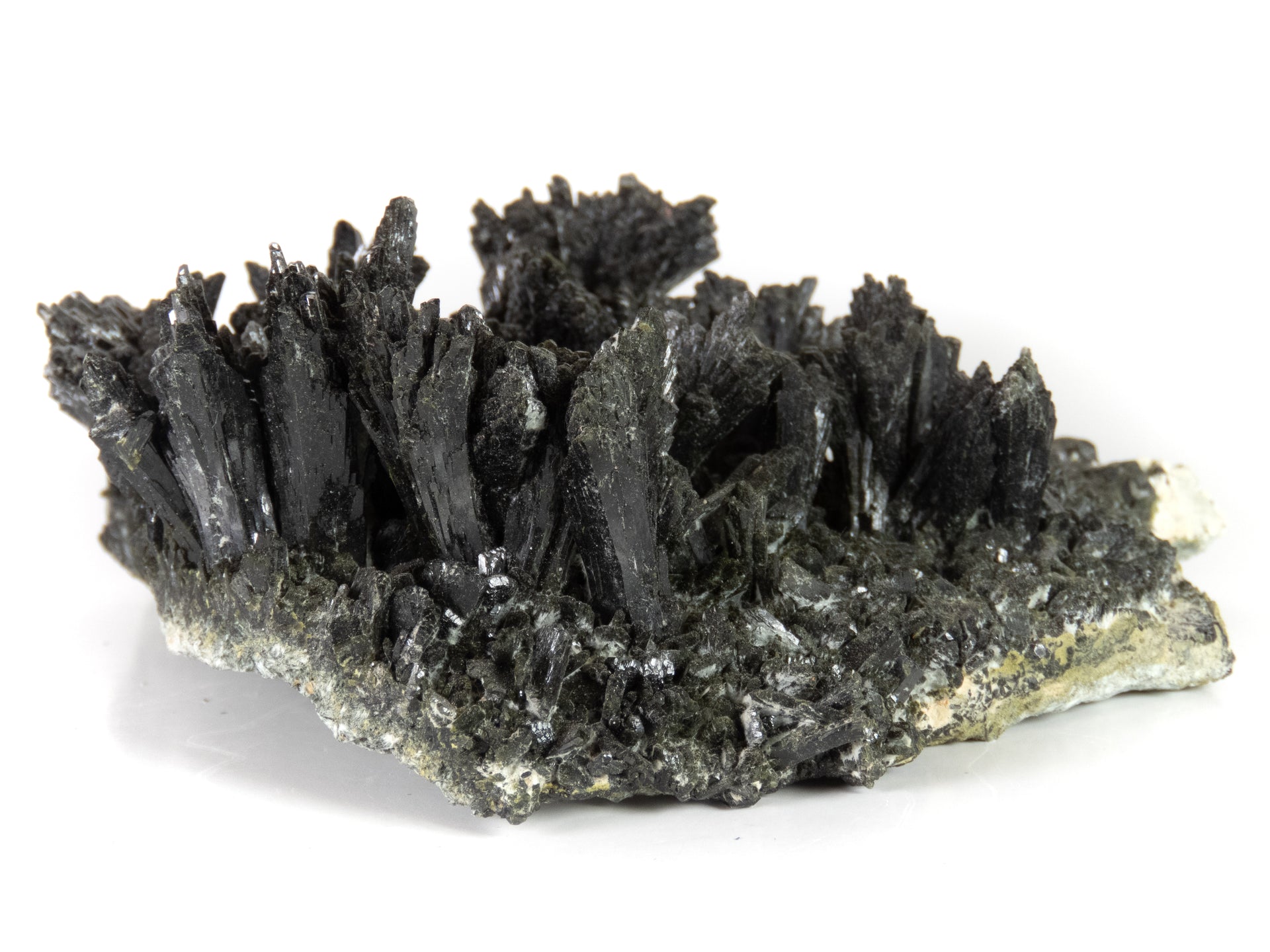 A horizontal specimen of dark, lustrous epidote crystals arranged in multiple fan-shaped sprays emerging from a pale gray matrix base. The crystals show a distinctive black color and highly reflective surfaces, forming a dramatic array of upward-reaching formations along the matrix.