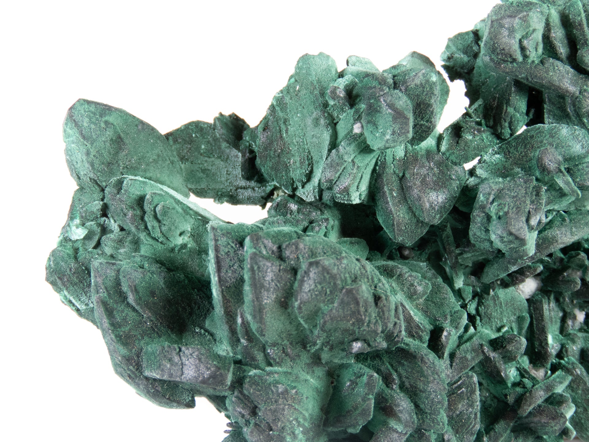 A superior malachite pseudomorph specimen featuring expansive crystal replacements with velvety texture and varied green hues. The 12 cm plate from Mexico's Milpillas Mine displays exceptional preservation of original azurite forms, striking dimensional presentation, and represents classic material from this world-class locality.
