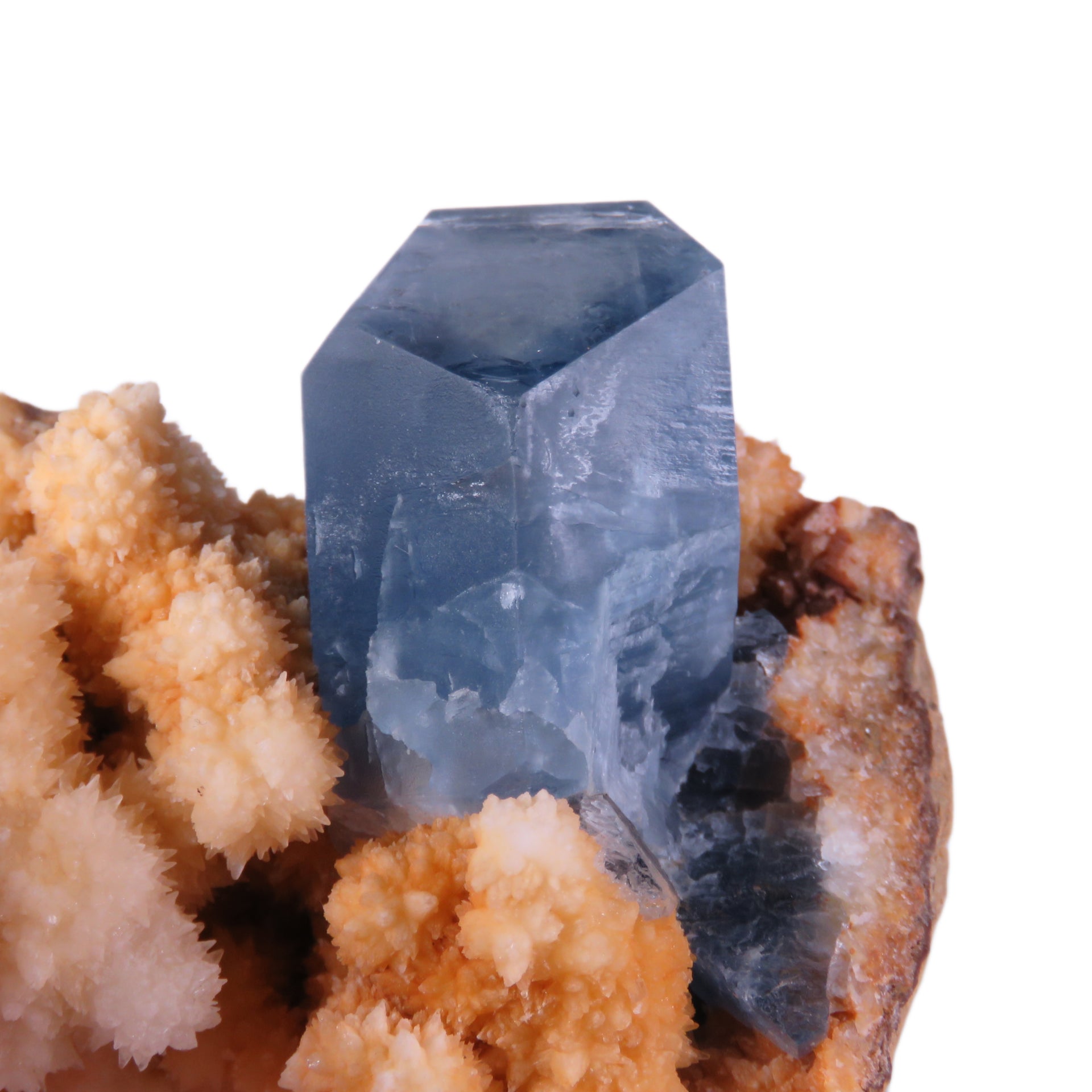 A striking specimen featuring a single, well-formed cobalt-blue celestine crystal rising from a bed of creamy orange calcite. The celestine crystal is prismatic, measuring 3.2cm in length, with a rich blue color and glassy luster. The matrix consists of delicate, snowball-like formations of calcite crystals in peachy-beige tones, creating a dramatic color contrast with the deep blue celestine.