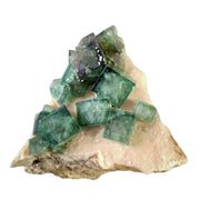 Exceptional green fluorite specimen featuring sharp, transparent cubic crystals up to 2 cm perched on white pegmatite matrix from Madagascar. The well-formed cubes show excellent luster and color zonation, exhibiting strong purple fluorescence under UV light. The aesthetically arranged crystals make this a superior example from this locality.