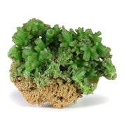 A superb pyromorphite specimen featuring radial sprays of lustrous crystals with vivid apple-green color perched on golden limonitic matrix. The 5 cm specimen from China's premier Daoping Mine displays exceptional crystal development, pristine condition, and represents a significant find from recent mining operations.