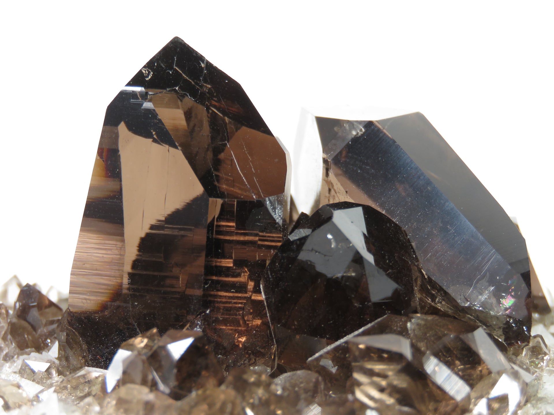 A remarkable smoky quartz specimen featuring two intergrown gwindel crystals with exceptional mirror-like luster and deep smoky coloration perched on pristine adularia matrix. The 8 cm piece from Switzerland's renowned Cavradi Gorge displays textbook closed gwindel formation, prismatic crystals with axial rotation, and represents an extraordinarily rare combination of alpine mineralogy.