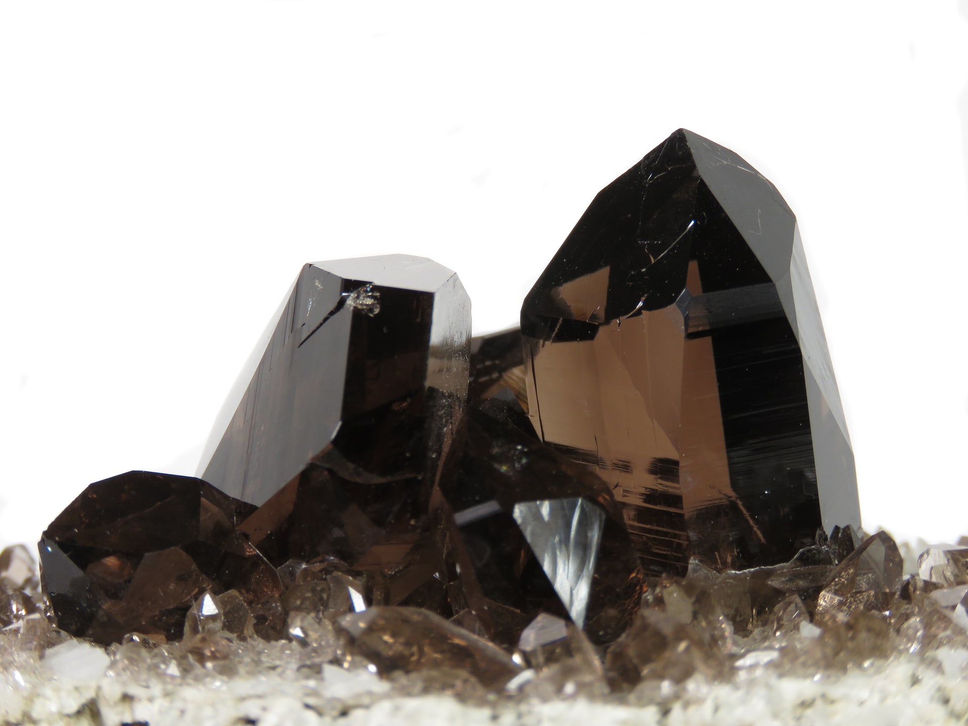 A remarkable smoky quartz specimen featuring two intergrown gwindel crystals with exceptional mirror-like luster and deep smoky coloration perched on pristine adularia matrix. The 8 cm piece from Switzerland's renowned Cavradi Gorge displays textbook closed gwindel formation, prismatic crystals with axial rotation, and represents an extraordinarily rare combination of alpine mineralogy.