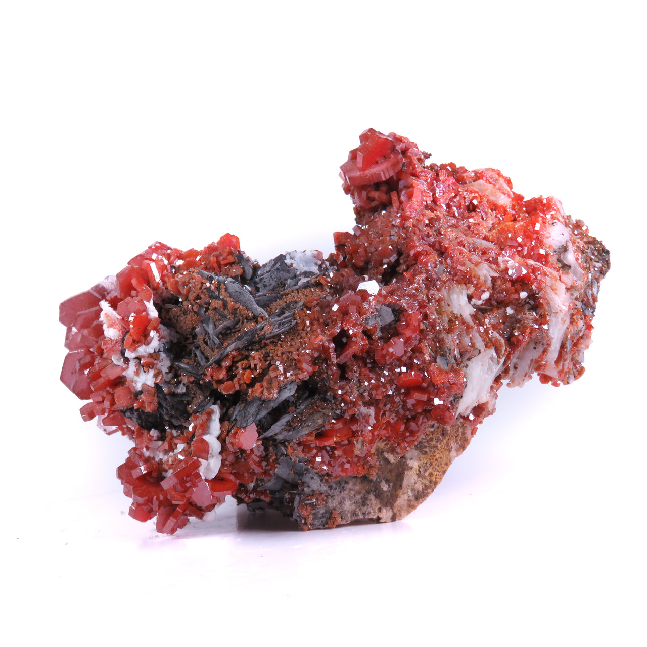 A superior specimen featuring two dramatic clusters of blood-red vanadinite crystals perched on barite matrix, with distinctive dark goethite and white calcite coatings creating striking contrast. The large-scale crystals display exceptional color saturation and complex mineral associations, producing a visually compelling interplay of hues and textures throughout the piece.