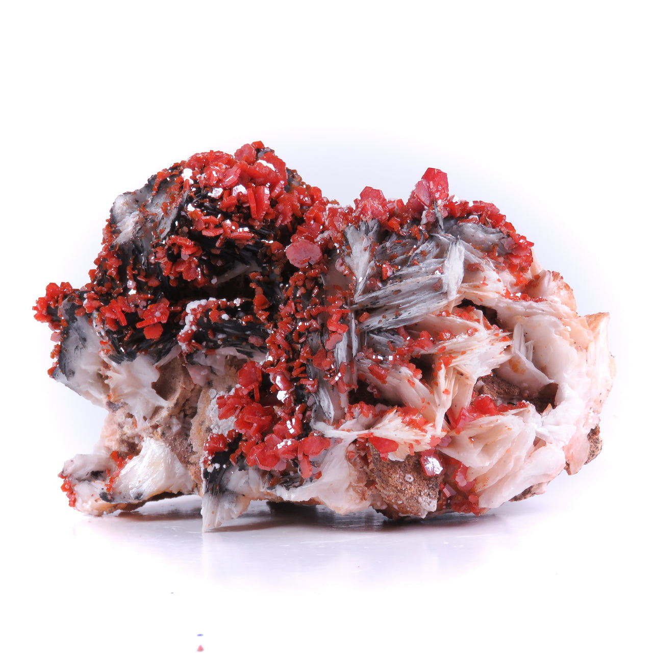 A superior specimen featuring bright vanadinite crystals arranged in an elegant floral pattern across a contrasting white barite matrix. The aesthetic display shows remarkable dimensionality and visual impact, with dark mineral coating creating dramatic contrast against the pristine barite background.