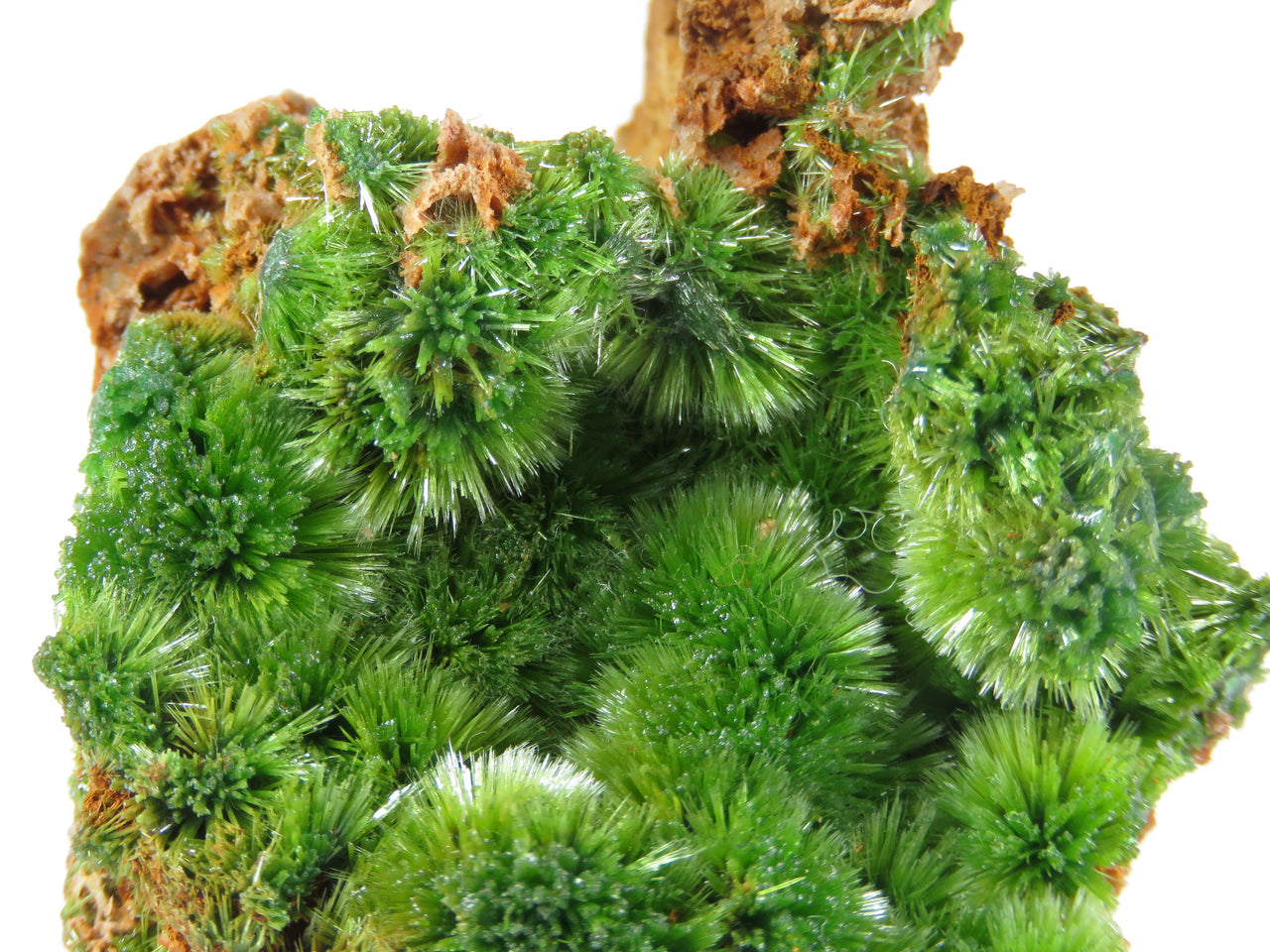 A beautiful pyromorphite specimen featuring delicate radiating sprays of acicular crystals with rich emerald-green coloration on russet matrix. The 5 cm specimen from France's classic Saint-Salvy Mine displays exceptional spray-like crystal development, brilliant satiny luster, and represents the distinctive habit this locality is renowned for.