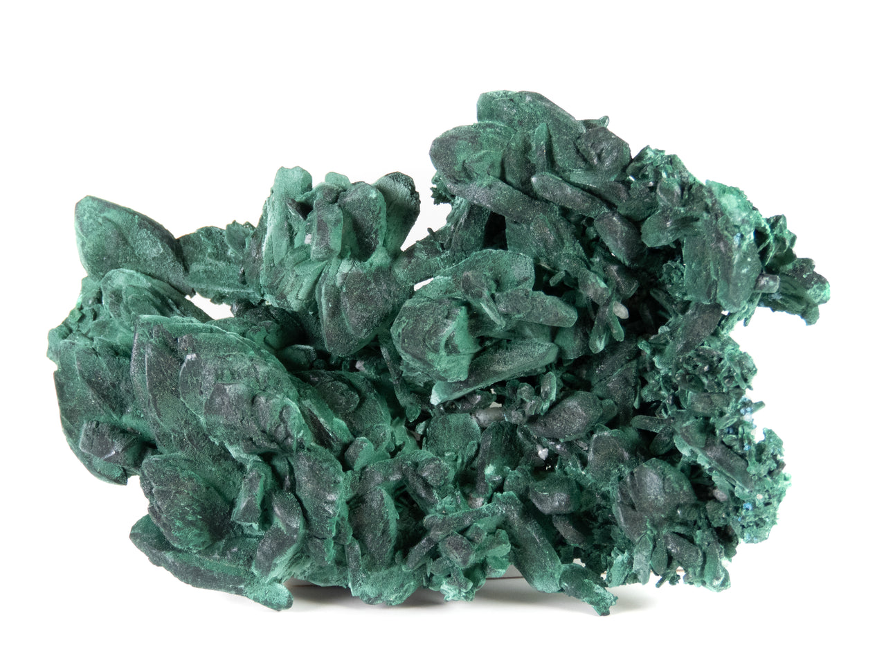 A superior malachite pseudomorph specimen featuring expansive crystal replacements with velvety texture and varied green hues. The 12 cm plate from Mexico's Milpillas Mine displays exceptional preservation of original azurite forms, striking dimensional presentation, and represents classic material from this world-class locality.
