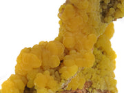 A superior mimetite specimen featuring lustrous botryoidal formations with rich orange-to-yellow color zoning and sparkling calcite accents. The 6 cm specimen from the historic 1969 San Pedro Corralitos find displays exceptional luster, artistic form, and presents beautifully from multiple angles.