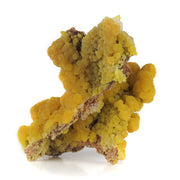 A superior mimetite specimen featuring lustrous botryoidal formations with rich orange-to-yellow color zoning and sparkling calcite accents. The 6 cm specimen from the historic 1969 San Pedro Corralitos find displays exceptional luster, artistic form, and presents beautifully from multiple angles.