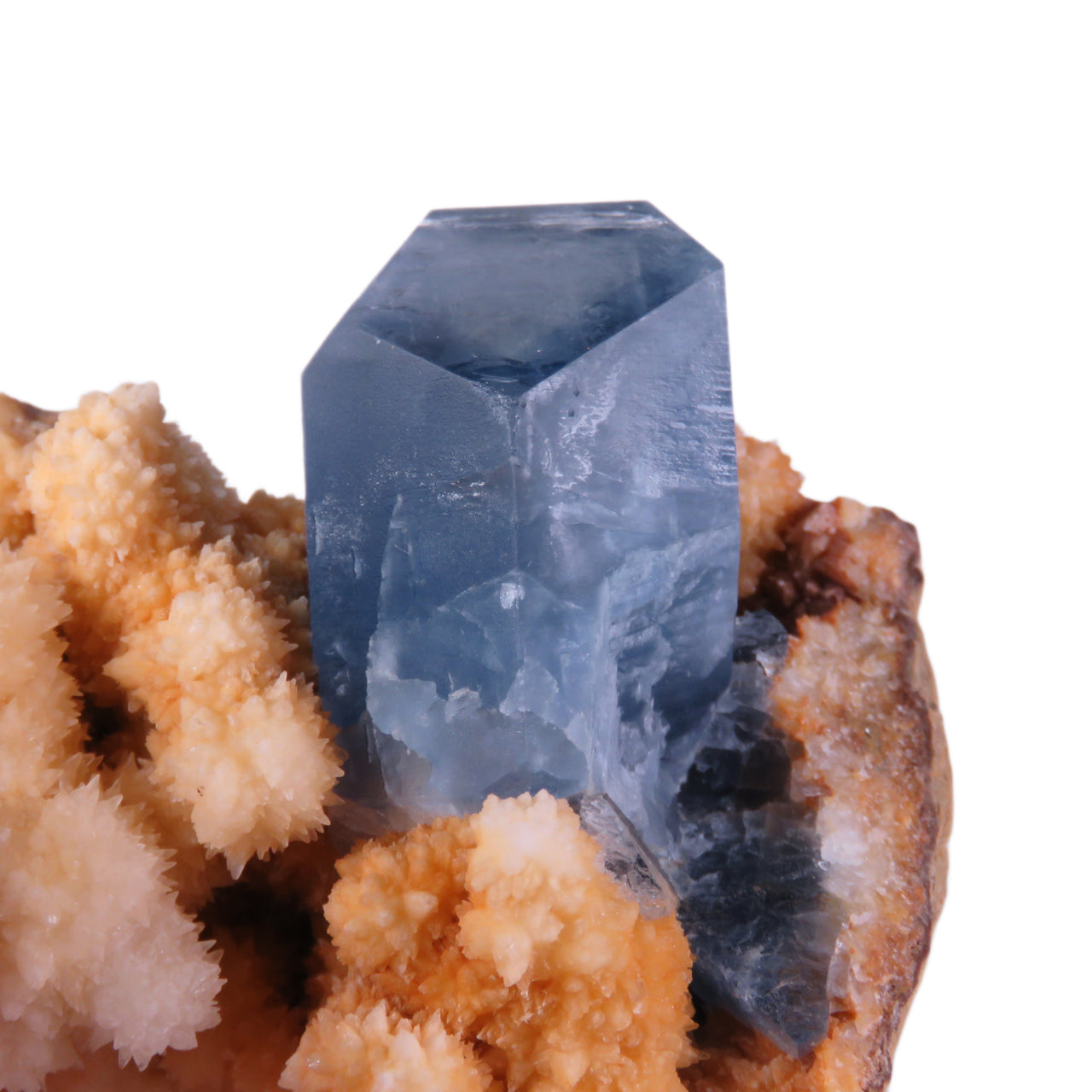 A striking specimen featuring a single, well-formed cobalt-blue celestine crystal rising from a bed of creamy orange calcite. The celestine crystal is prismatic, measuring 3.2cm in length, with a rich blue color and glassy luster. The matrix consists of delicate, snowball-like formations of calcite crystals in peachy-beige tones, creating a dramatic color contrast with the deep blue celestine.