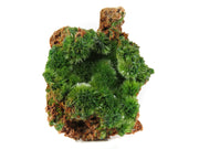 A beautiful pyromorphite specimen featuring delicate radiating sprays of acicular crystals with rich emerald-green coloration on russet matrix. The 5 cm specimen from France's classic Saint-Salvy Mine displays exceptional spray-like crystal development, brilliant satiny luster, and represents the distinctive habit this locality is renowned for.