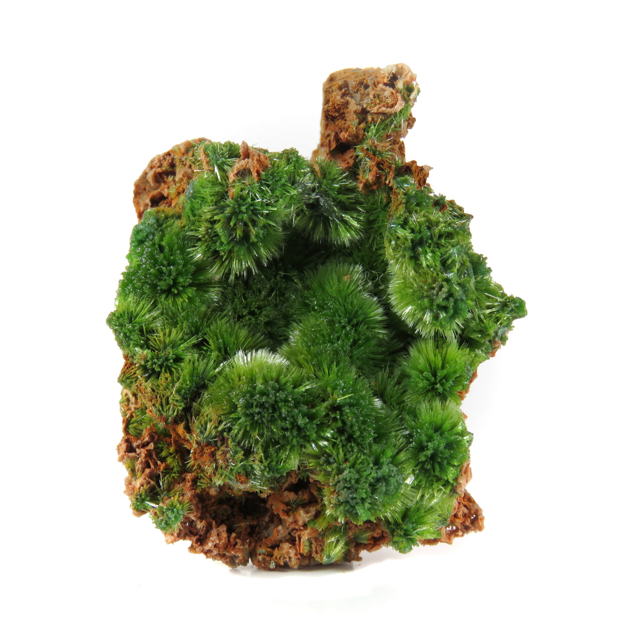 A beautiful pyromorphite specimen featuring delicate radiating sprays of acicular crystals with rich emerald-green coloration on russet matrix. The 5 cm specimen from France's classic Saint-Salvy Mine displays exceptional spray-like crystal development, brilliant satiny luster, and represents the distinctive habit this locality is renowned for.